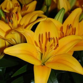 Lilium asiaticum Lily Looks 'Tiny Bee' (041738)