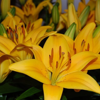 Lilium asiaticum Lily Looks 'Tiny Bee' (041739)