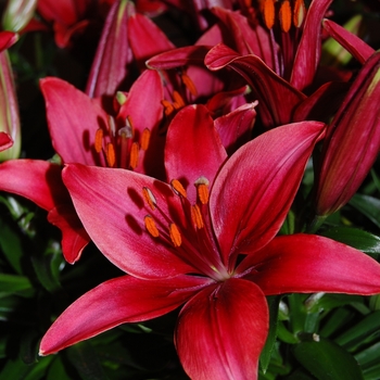 Lilium asiaticum Lily Looks 'Tiny Ghost' (041740)