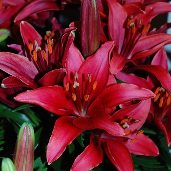 Lilium asiaticum Lily Looks 'Tiny Ghost' (041741)