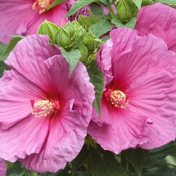 Hibiscus 'Fantasia' (041745)