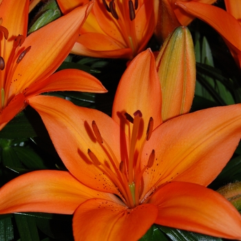 Lilium asiaticum Lily Looks 'Tiny Skyline' (041746)