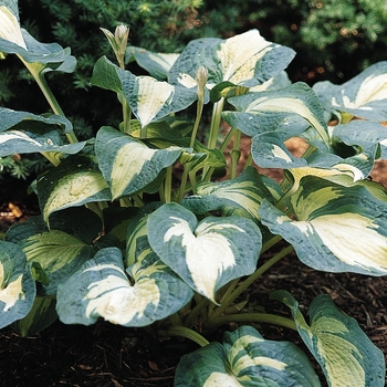 Hosta 'Great Expectations' (041764)