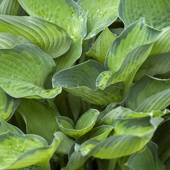 Hosta 'Punky' (041768)