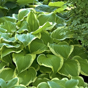 Hosta 'Shade Fanfare' (041771)