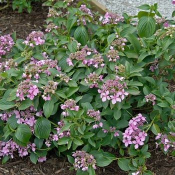 Hydrangea macrophylla 'Claudia' (041773)