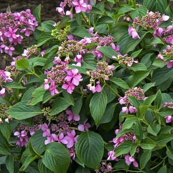 Hydrangea macrophylla 'Claudia' (041774)