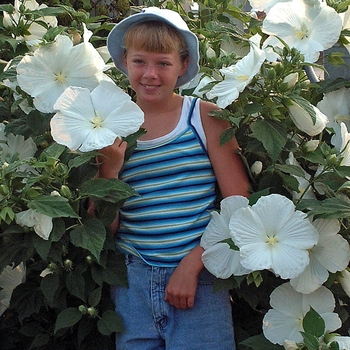 Hibiscus 'Blue River II' (041775)