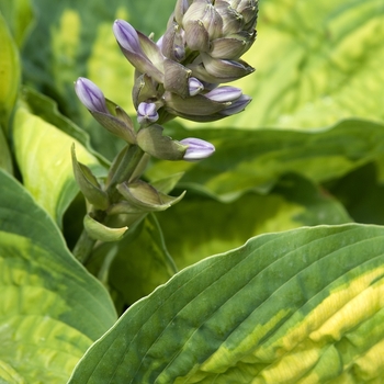 Hosta 'Old Glory' (041781)