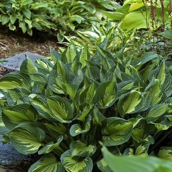 Hosta 'Whirlwind' (041786)