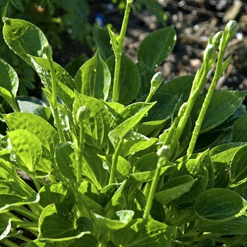 Hosta 'Teaspoon' (041787)