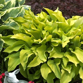 Hosta 'Sun Power' (041790)