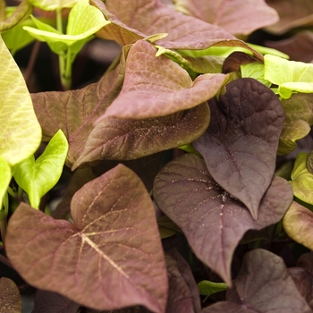 Ipomoea batatas Sweet Caroline 'Sweet Heart Red' (041794)