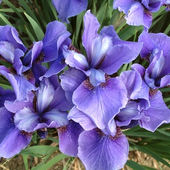 Iris sibirica 'Dreaming Spires' (041799)