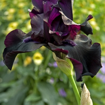 Iris germanica 'Before the Storm' (041808)