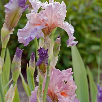 Iris germanica 'Jennifer Rebecca' (041812)