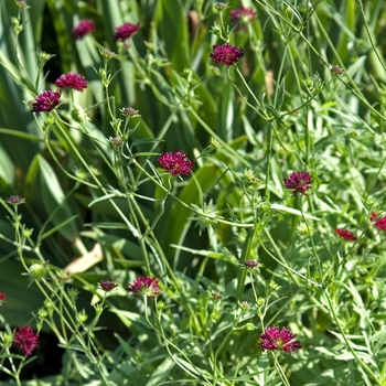 Knautia macedonica '' (041829)