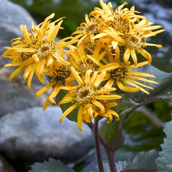 Ligularia dentata 'Britt Marie Crawford' (041838)