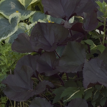 Ligularia dentata 'Britt Marie Crawford' (041839)