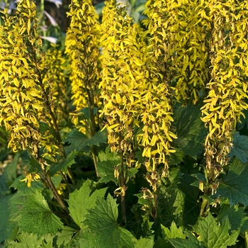 Ligularia stenocephala 'The Rocket' (041848)