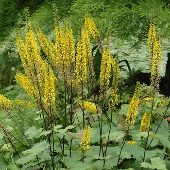 Ligularia stenocephala 'The Rocket' (041849)