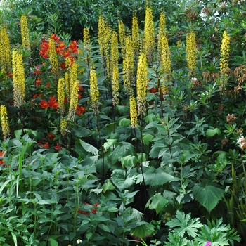 Ligularia stenocephala 'The Rocket' (041850)