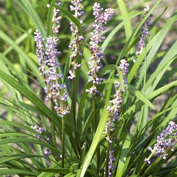 Liriope muscari 'Big Blue' (041852)