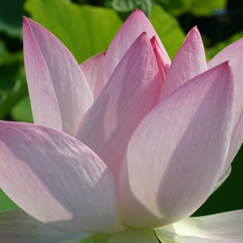 Nelumbo nucifera '' (041856)