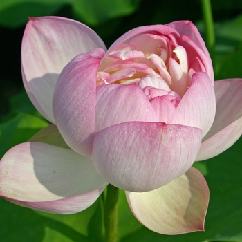 Nelumbo nucifera '' (041857)