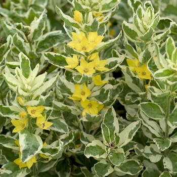 Lysimachia punctata 'Alexander' (041859)