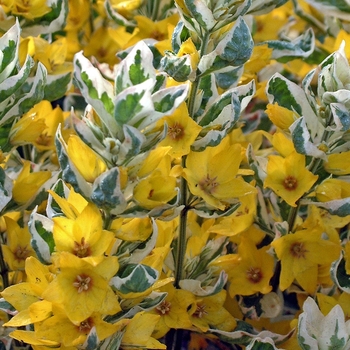 Lysimachia punctata 'Alexander' (041860)