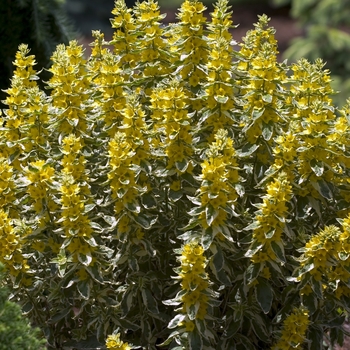 Lysimachia punctata 'Alexander' (041862)