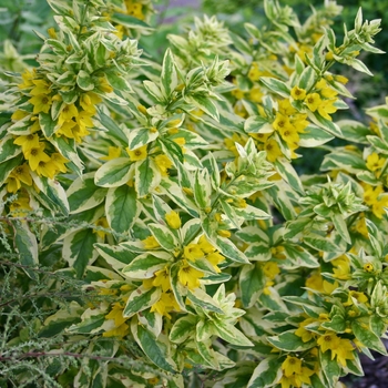 Lysimachia punctata 'Alexander' (041863)