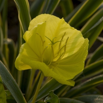 Oenothera missouriensis '' (041875)