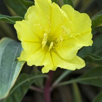 Oenothera missouriensis '' (041876)