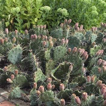 Opuntia polyacantha '' (041878)