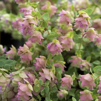 Origanum rotundifoluim '' (041879)