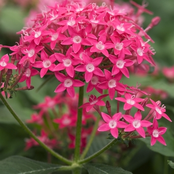 Pentas lanceolata 'Butterfly Deep Rose' (041896)