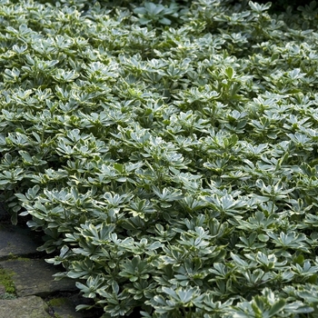 Pachysandra terminalis 'Variegata' (041899)