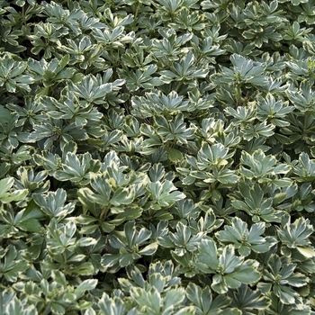 Pachysandra terminalis 'Variegata' (041900)