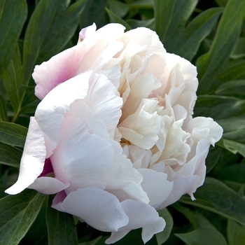 Paeonia 'Cora Louise' (041903)