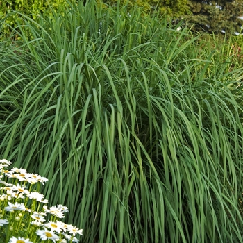 Panicum virgatum 'Dallas Blues' (041907)