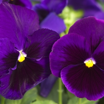 Viola x wittrockiana Colossus™ 'Deep Blue w/Blotch' (041913)