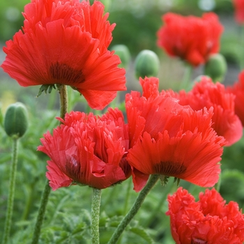 Papaver orientale 'Flamenco Dancer' (041921)