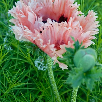 Papaver orientale 'Pink Ruffles' (041923)