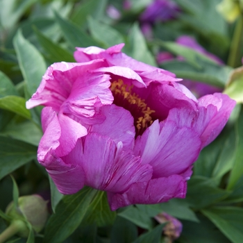 Paeonia 'Morning Lilac' (041925)