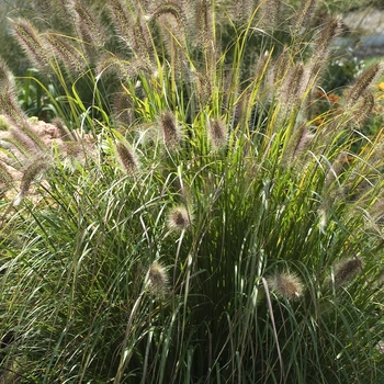 Pennisetum alopecuroides Prairie Winds® 'Desert Plains' (041931)