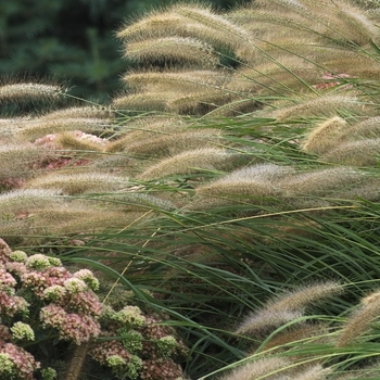 Pennisetum alopecuroides Prairie Winds® 'Desert Plains' (041932)