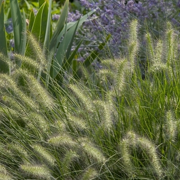 Pennisetum alopecuroides 'Little Bunny' (041935)