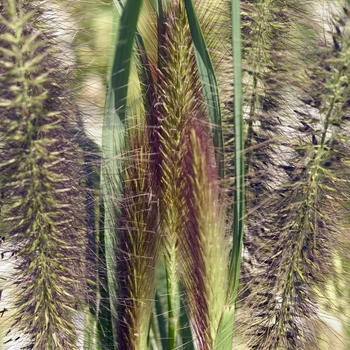 Pennisetum alopecuroides 'Red Head' (041941)